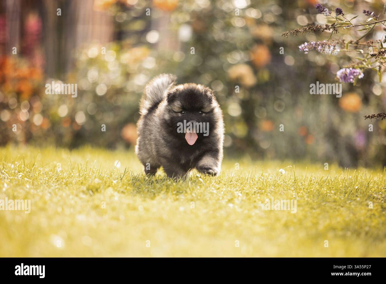 Keeshond Puppy Stock Photo