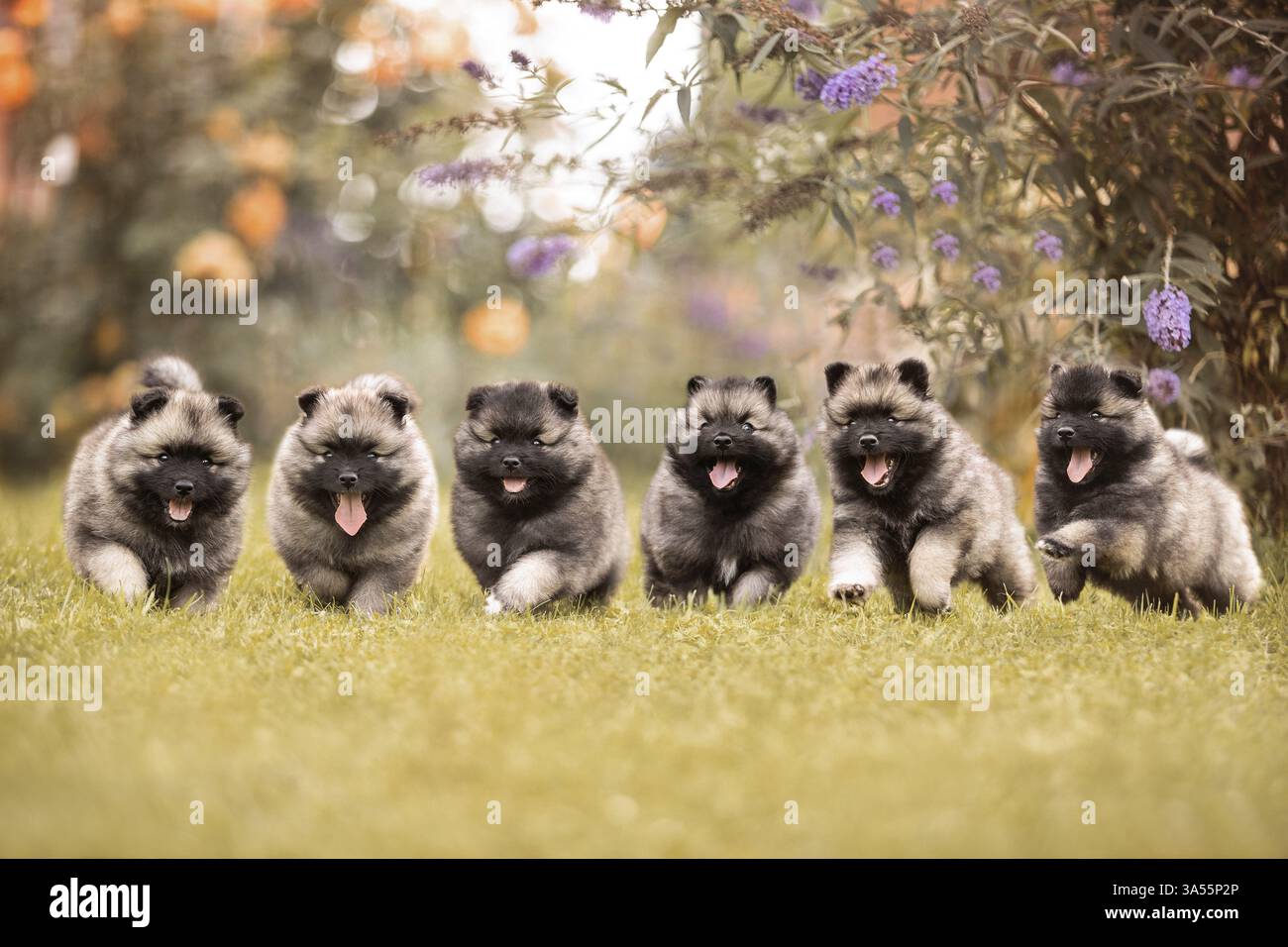 Keeshond Puppies Stock Photo