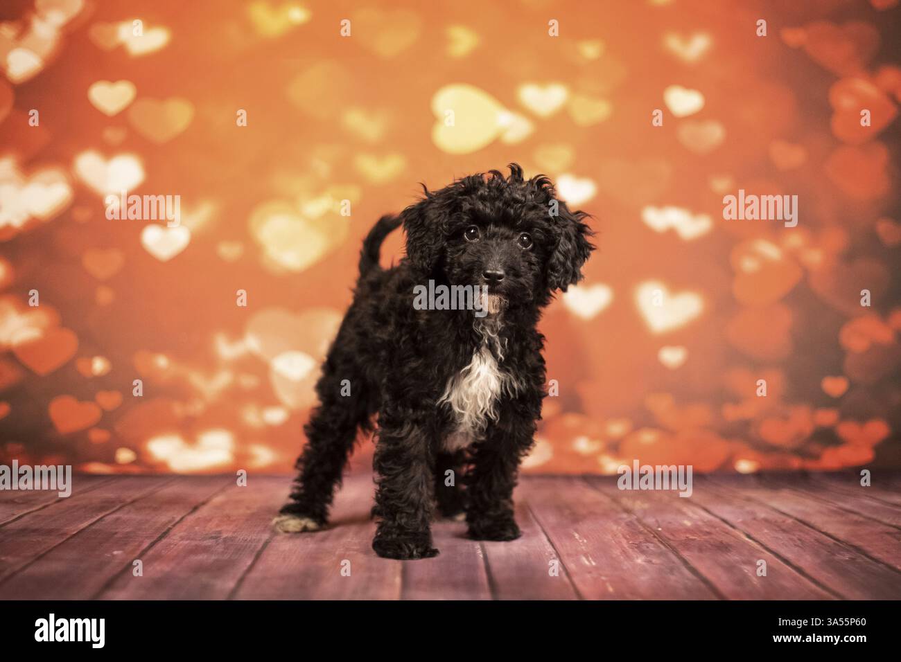 Miniature Poodle Stock Photo