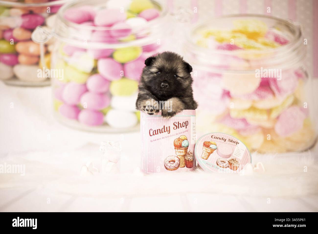 Keeshond Puppy Stock Photo