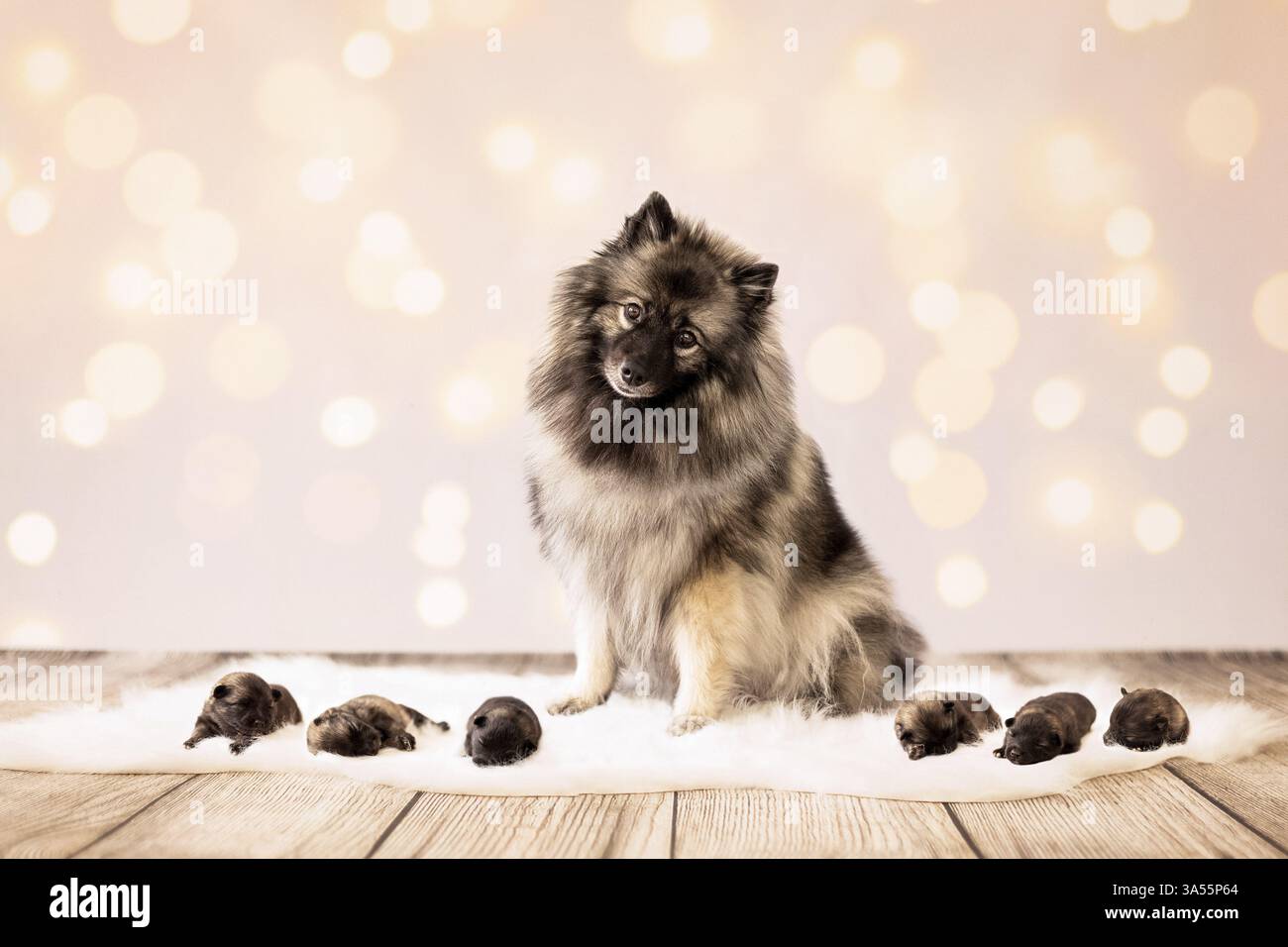 Keeshond Puppies Stock Photo