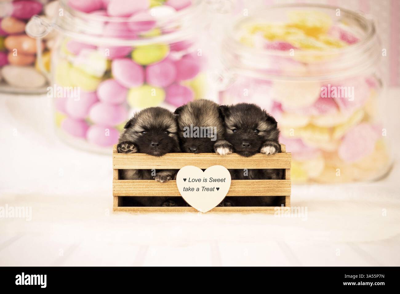 Keeshond Puppies Stock Photo