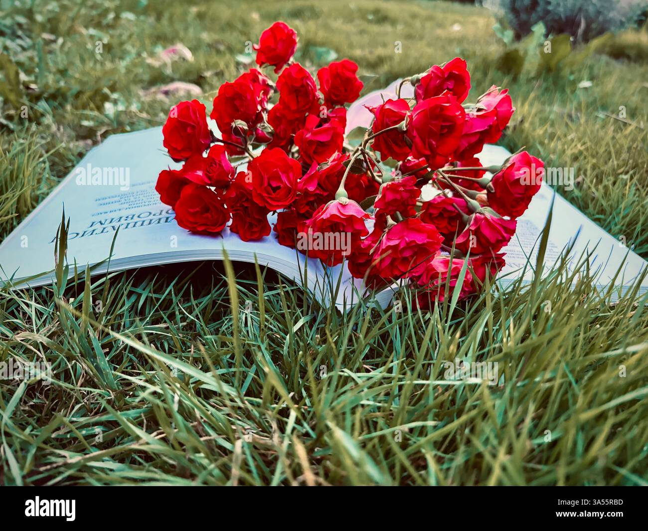 beautiful bouquet of roses - Smartphone Captured Stock Image