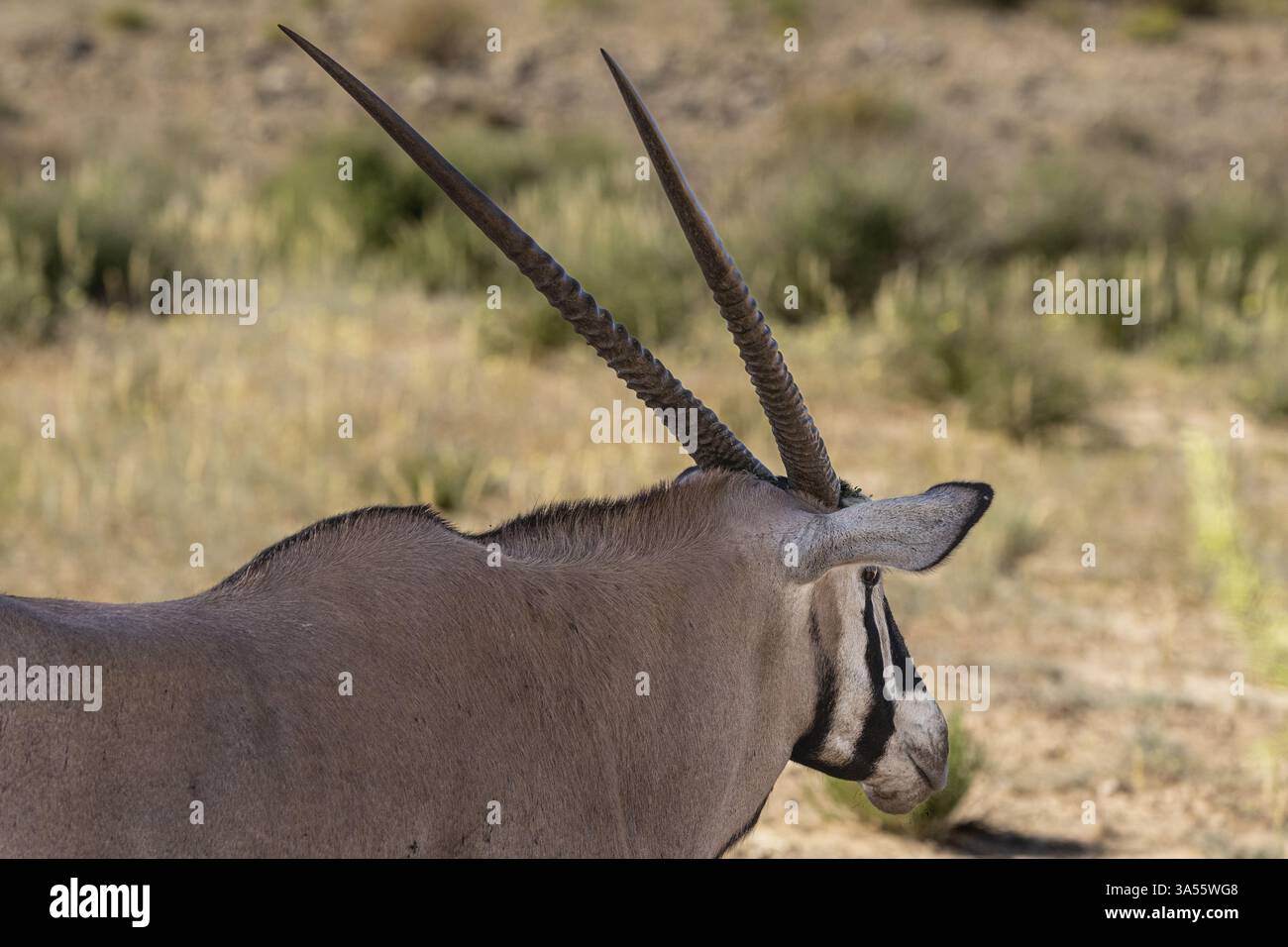 Kgalagadi gemsbok hi-res stock photography and images - Alamy