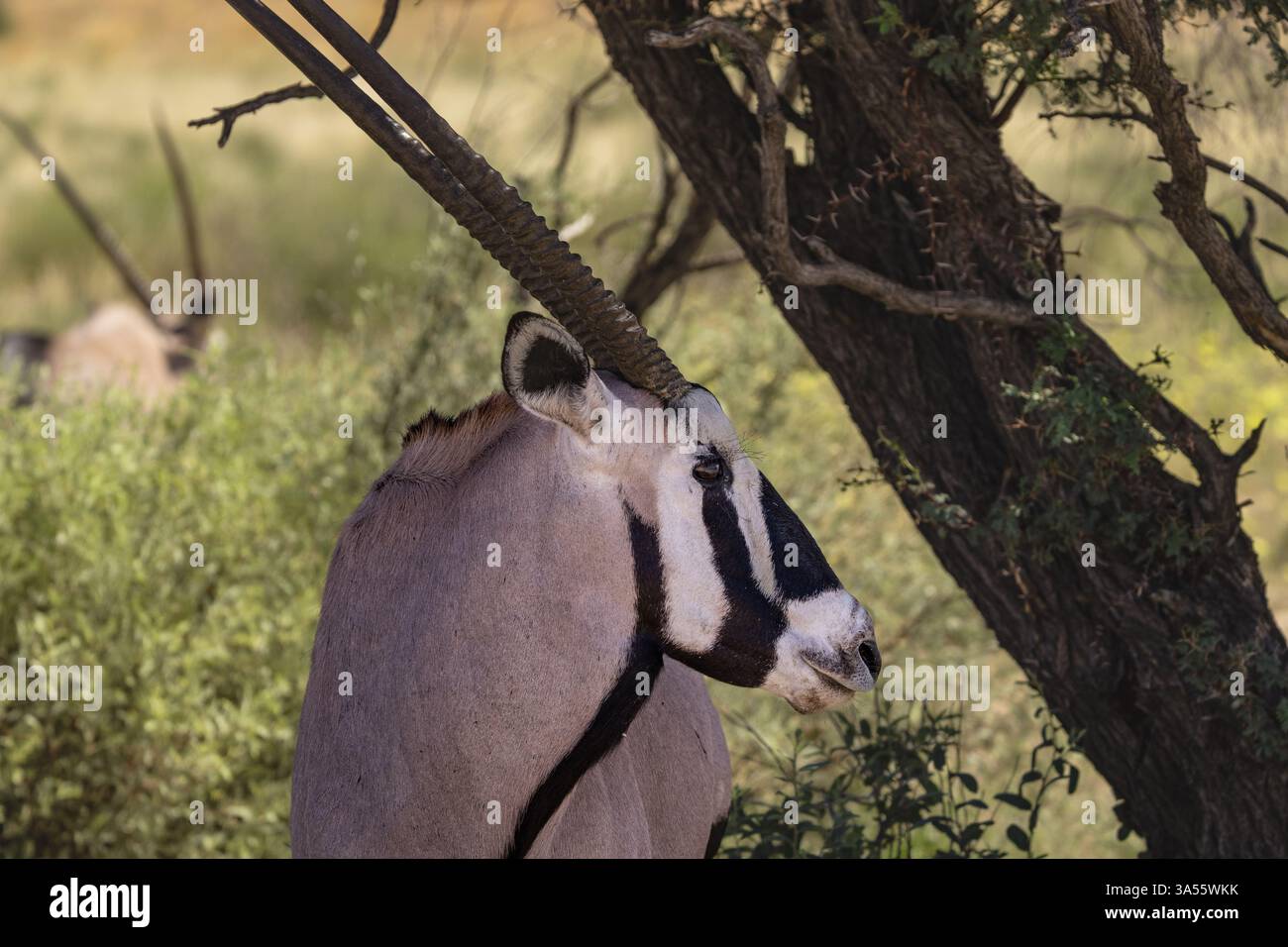 Close-up of a Gemsbok (Oryx gazelle) standing under tree looking side ...