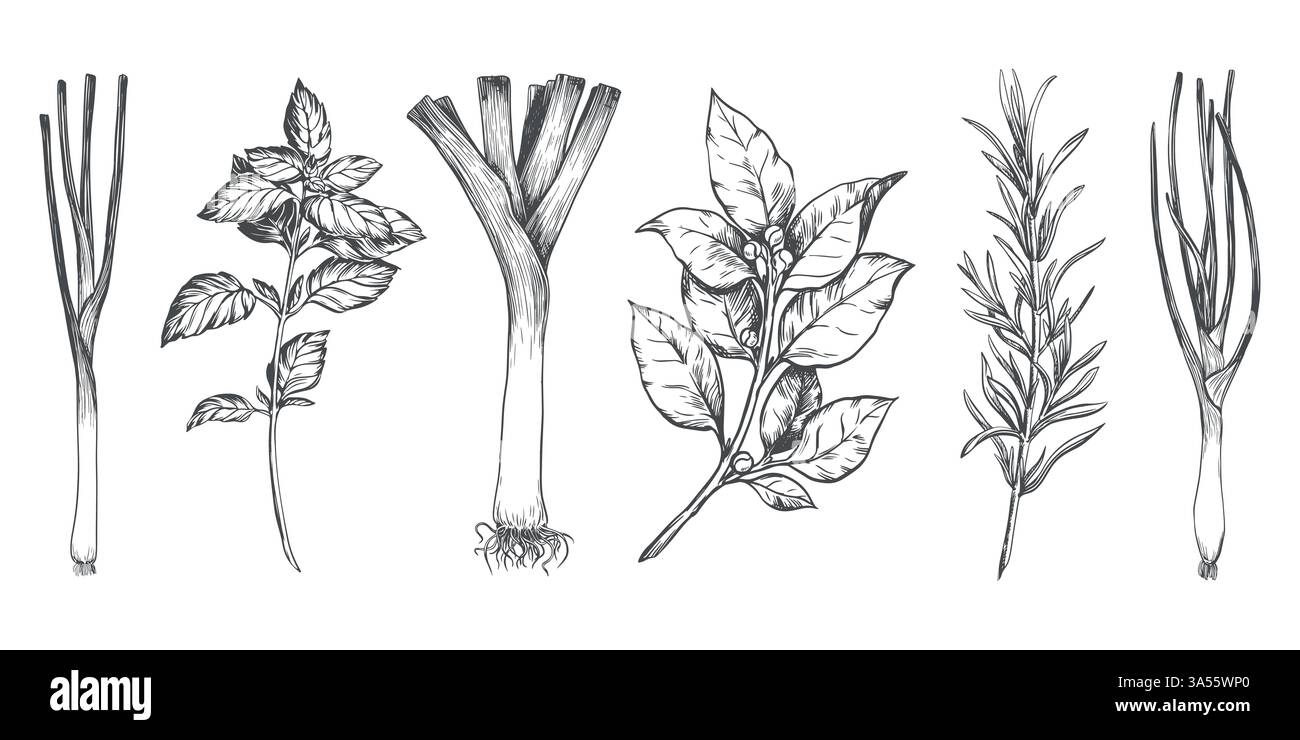 Vector set of culinary herbs: rosemary, bay leaf, basil, leek, green onion. Engraving style illustration with kitchen herbs and spices. Italian and Mediterranean ingredients. Line sketch. Stock Vector