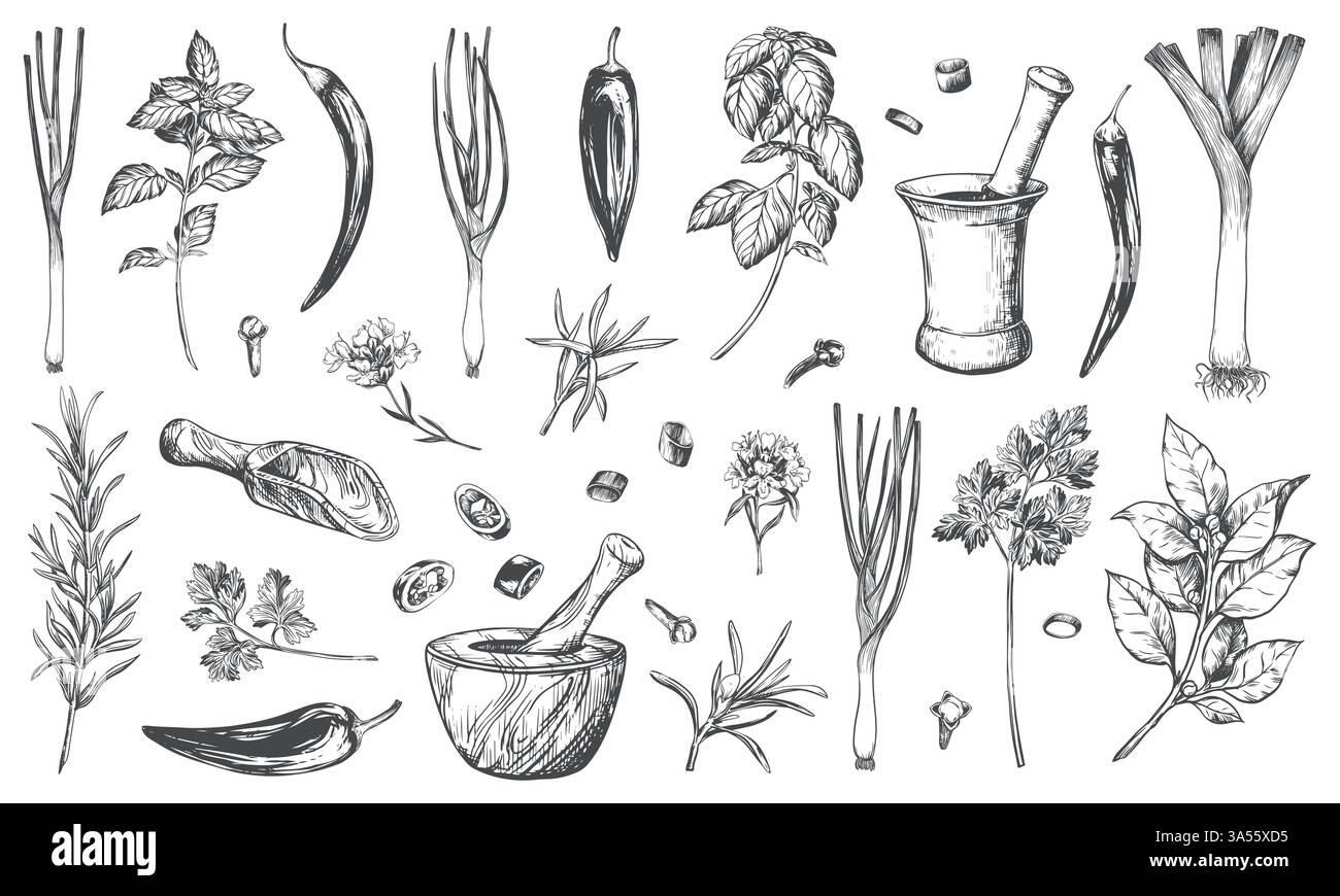 Set of spices, engraving style. Basil, onion, leek, bay leaf, rosemary, thyme, chili, paprika, chilli, garlic, cloves, parsley and herb mortar. Kitchen herbs vector linear sketch Stock Vector