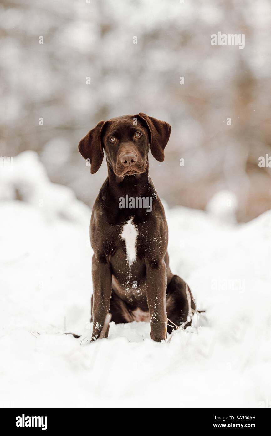 Deutsch-Kurzhaar-Labrador-Retriever Stock Photo