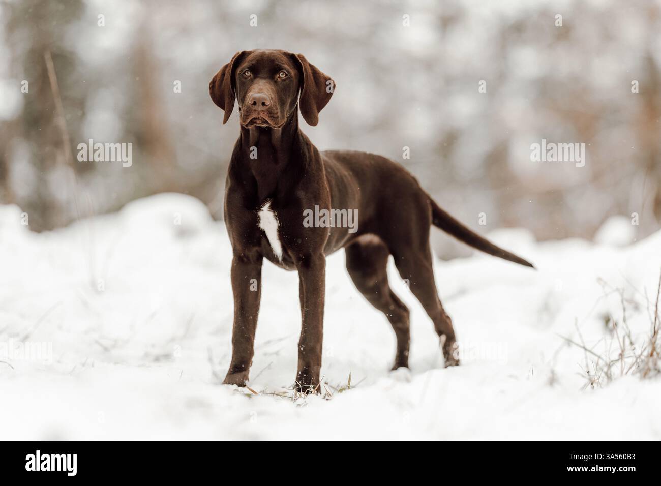 Deutsch-Kurzhaar-Labrador-Retriever Stock Photo