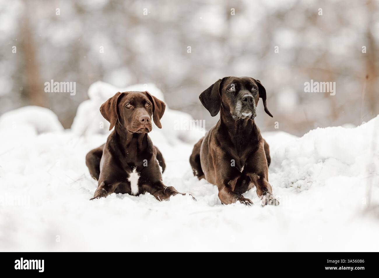 Deutsch-Kurzhaar-Labrador-Retriever Stock Photo