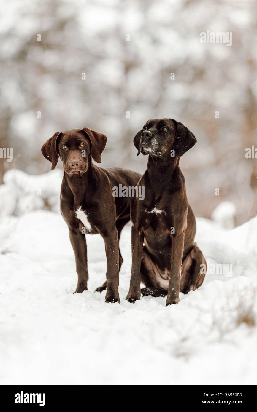Deutsch-Kurzhaar-Labrador-Retriever Stock Photo