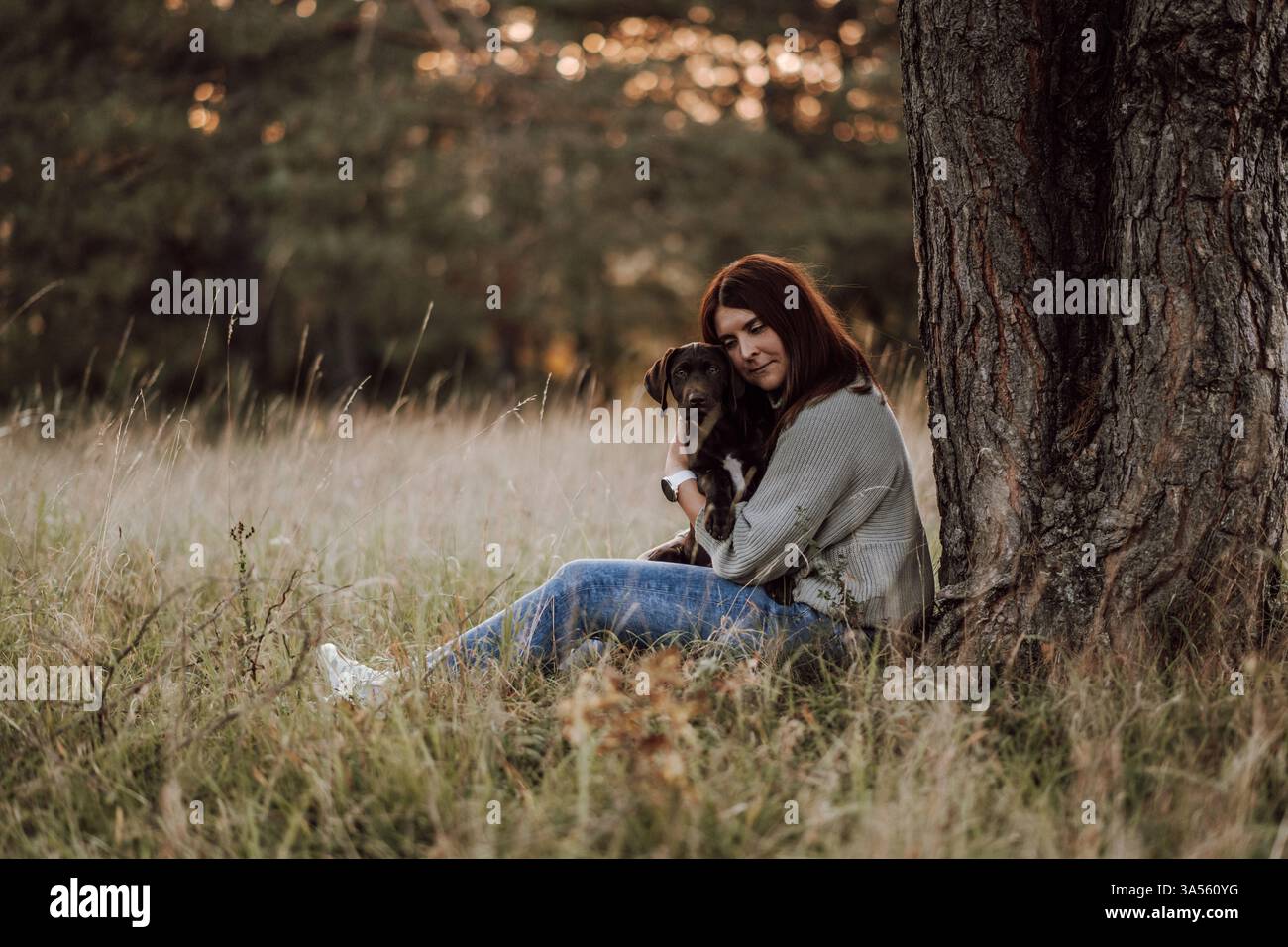 Deutsch-Kurzhaar-Labrador-Retriever Stock Photo