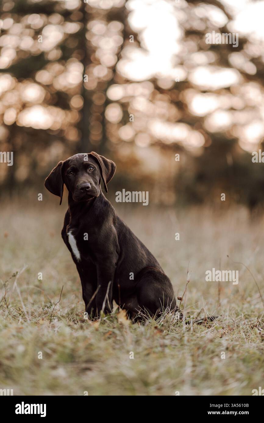 Deutsch-Kurzhaar-Labrador-Retriever Stock Photo