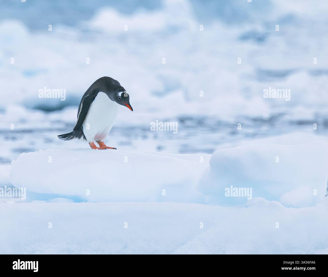An environmental portrait of a gentoo penguin illustrating the icy, forbidding surroundings that these birds inhabit Stock Photo