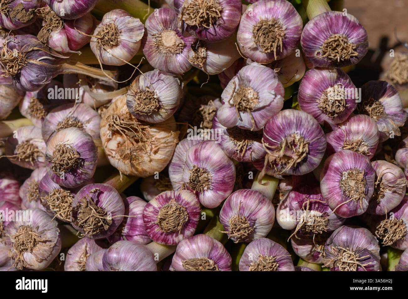 Bunches of vibrant purple-skinned garlic bulbs gather under the bright ...