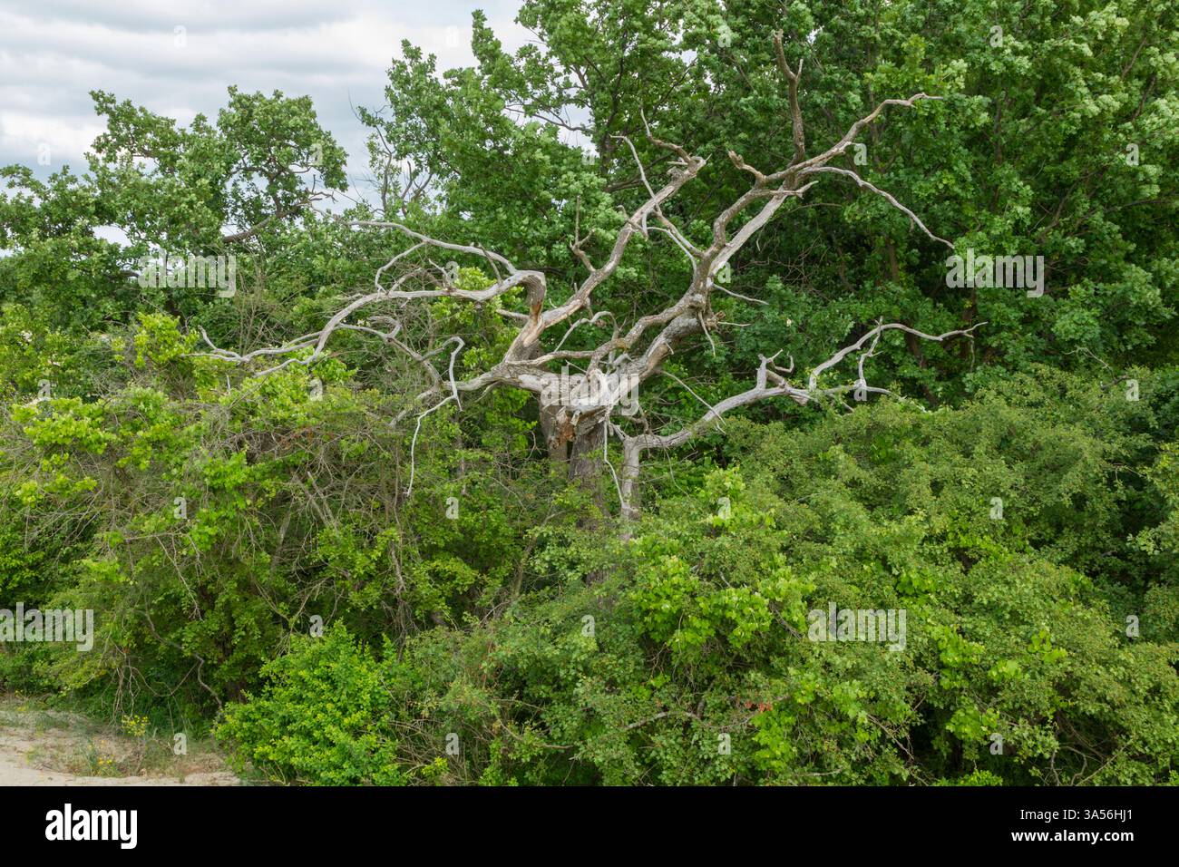Trees and vegetation of the Letea Forest nature reserve, a foundation of the Danube Delta biosphere reserve, a world heritage site, Romania - Stock Image