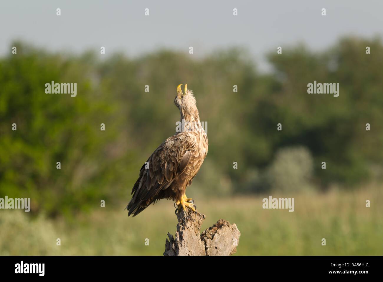 White-tailed eagle (Haliaeetus albicilla) adult male perched on a rotting tree stump, side view with bird looking looking up while calling - Stock Image