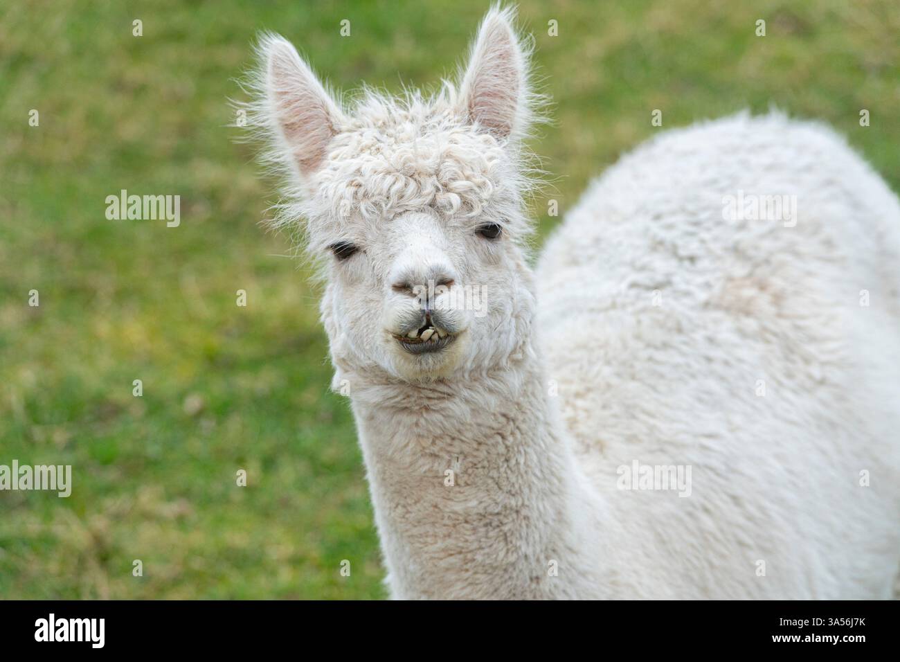 white Alpaca facing camera close up Stock Photo