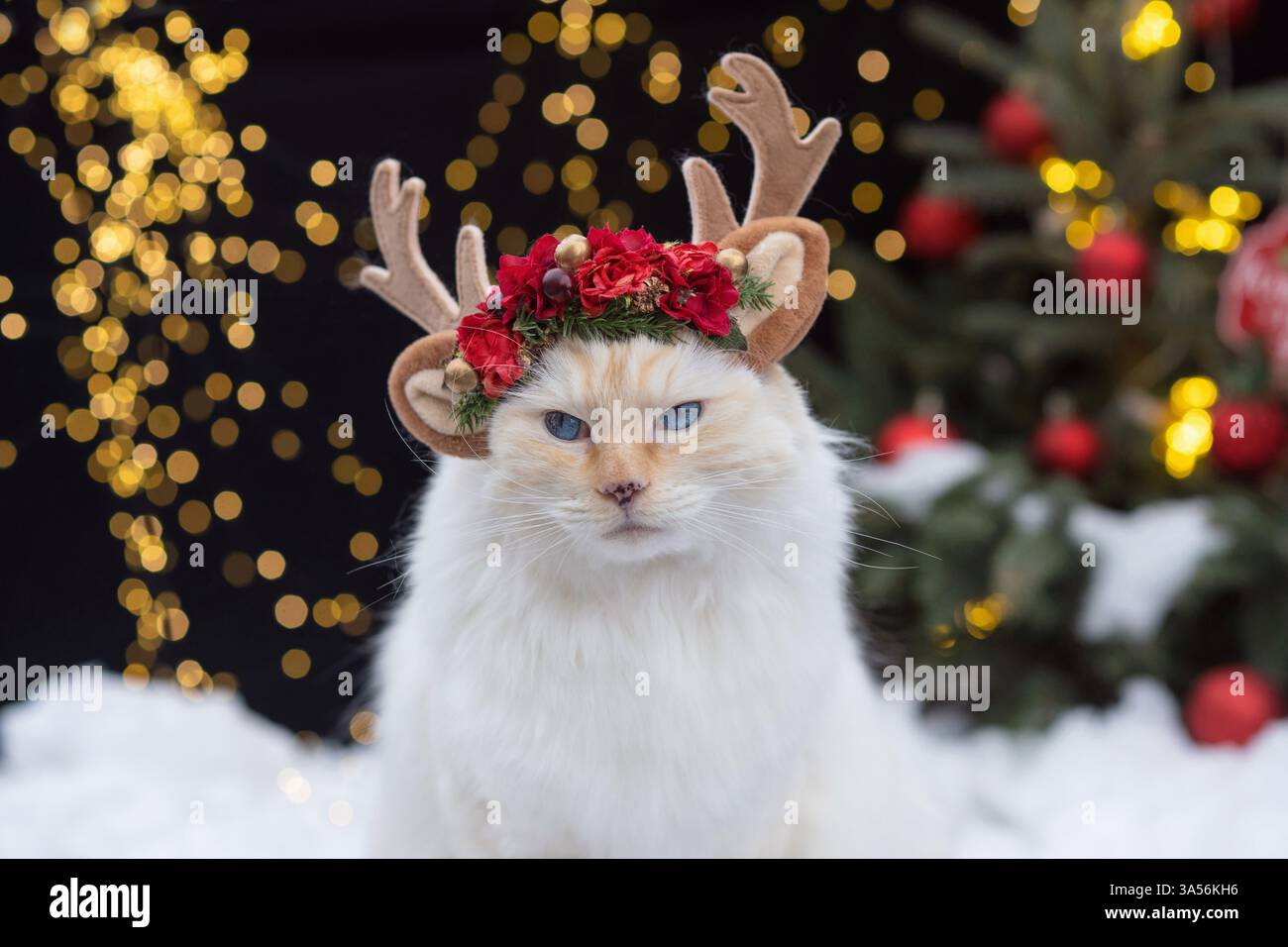 Ragdoll Stock Photo