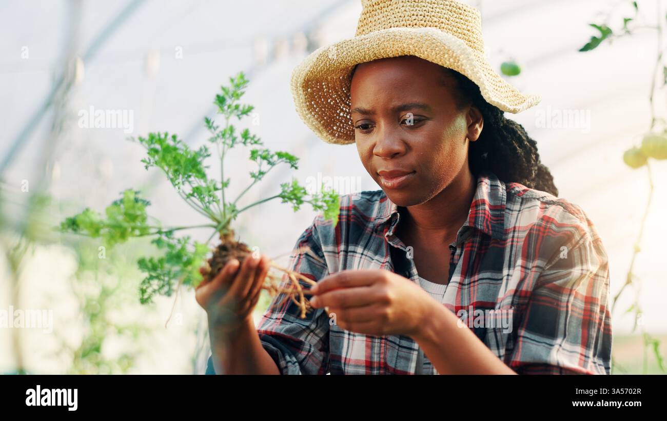 Woman, plant and check roots in greenhouse for growth, crops and inspection with quality assurance. African person, concern and farming with Stock Photo