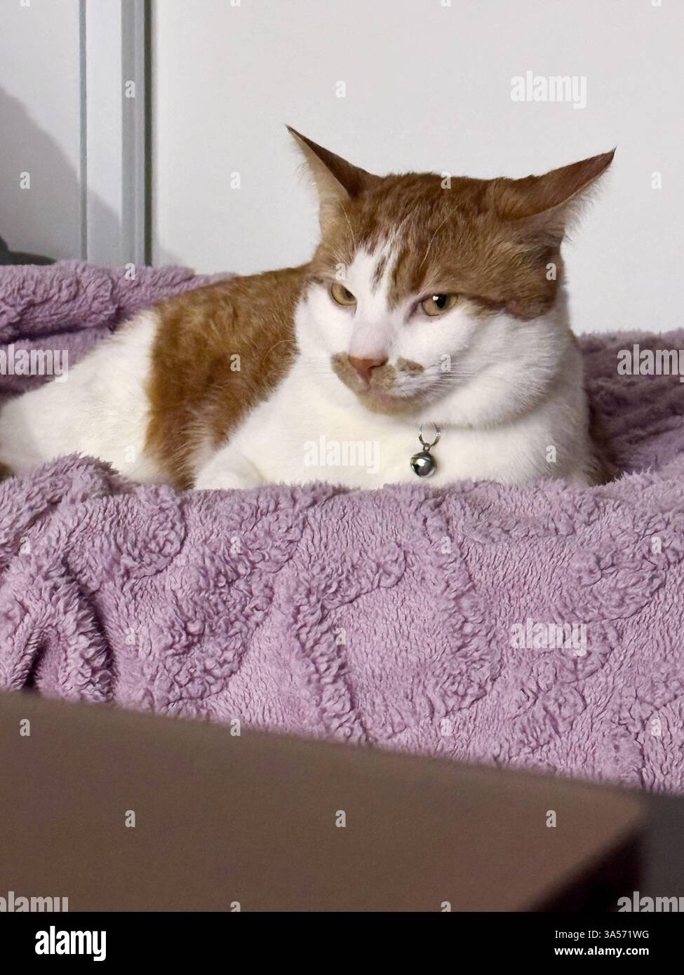 A ginger cat with white fur is lying on the couch. Stock Photo