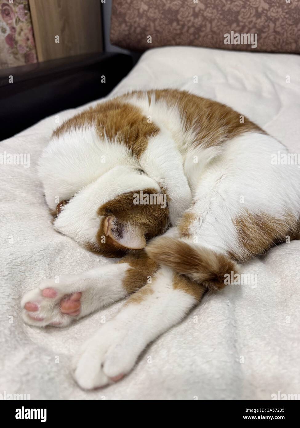 A ginger cat with white fur. Sleeping on its side. In a quirky pose. Wrapped its tail around the hind legs. Stock Photo