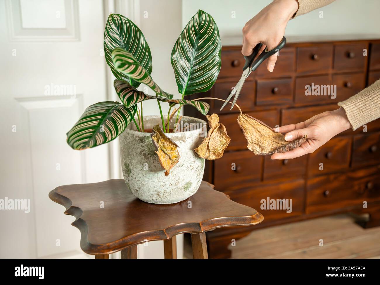 glücksfeder binden Glücksfeder - Zamioculcas zamiifolia main image 1