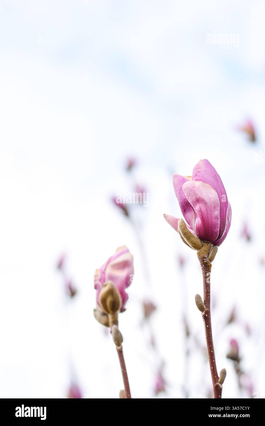 Magnolia flower buds hi-res stock photography and images - Alamy