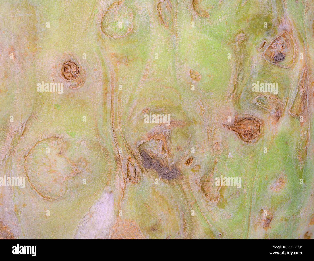 Abstract macro background of a celery root Stock Photo