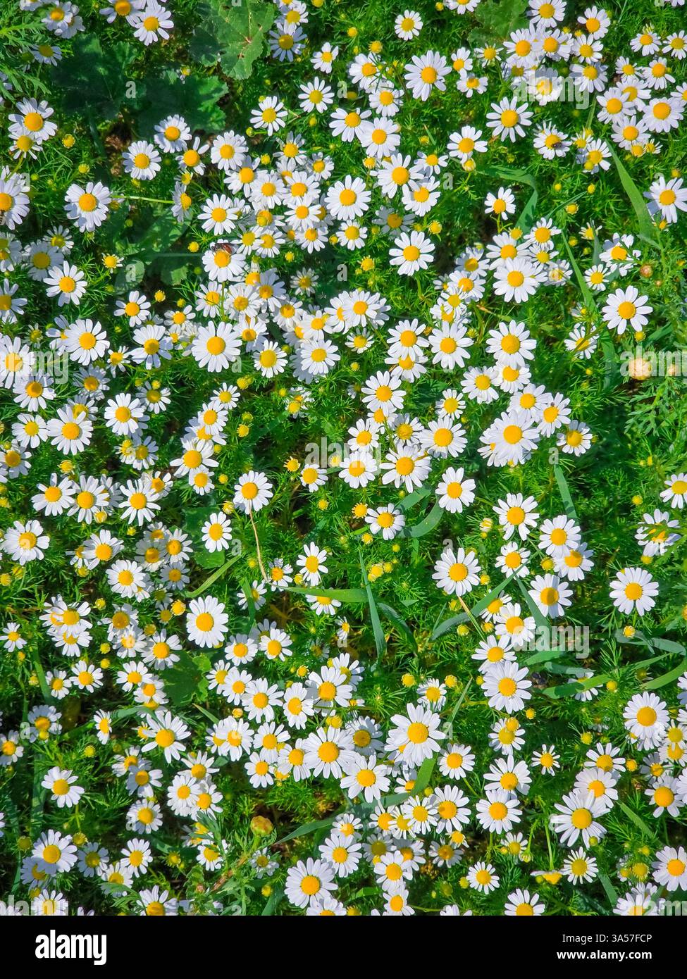 a small gathering of chamomile and makes ıt so adorable to see. - Smartphone Captured Stock Image