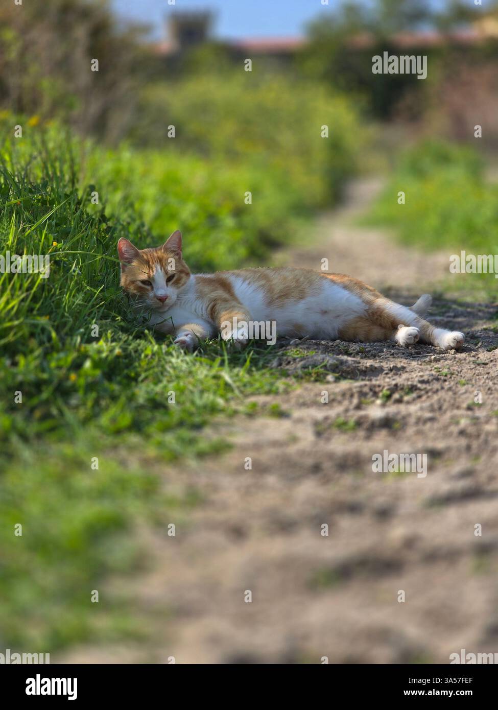 a adorabable orange cat in the green field relaxıng under a shadow a tree. - Smartphone Captured Stock Image