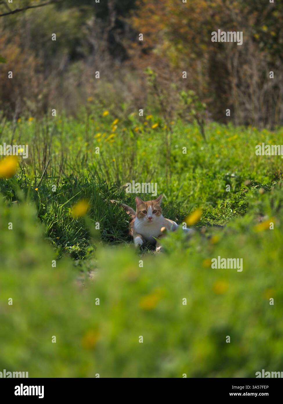 a adorabable orange cat in the green field relaxıng under a shadow a tree. - Smartphone Captured Stock Image