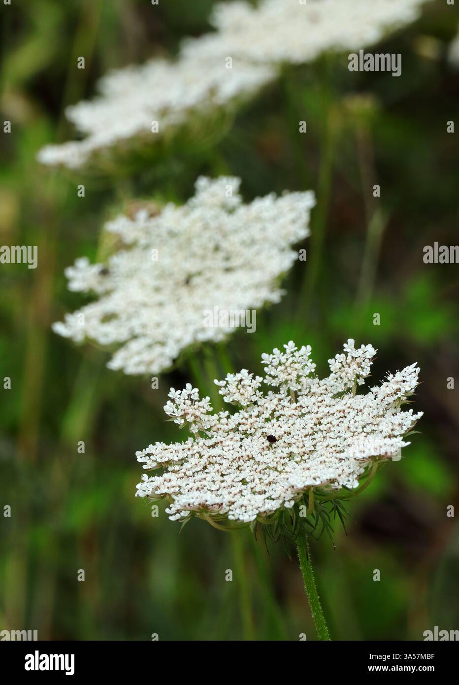 Daucus carota - wild carrot, European wild carrot, bird's nest, bishop's lace, toothpick plant or Queen Anne's lace. Full bloom. Selective focus. Stock Photo