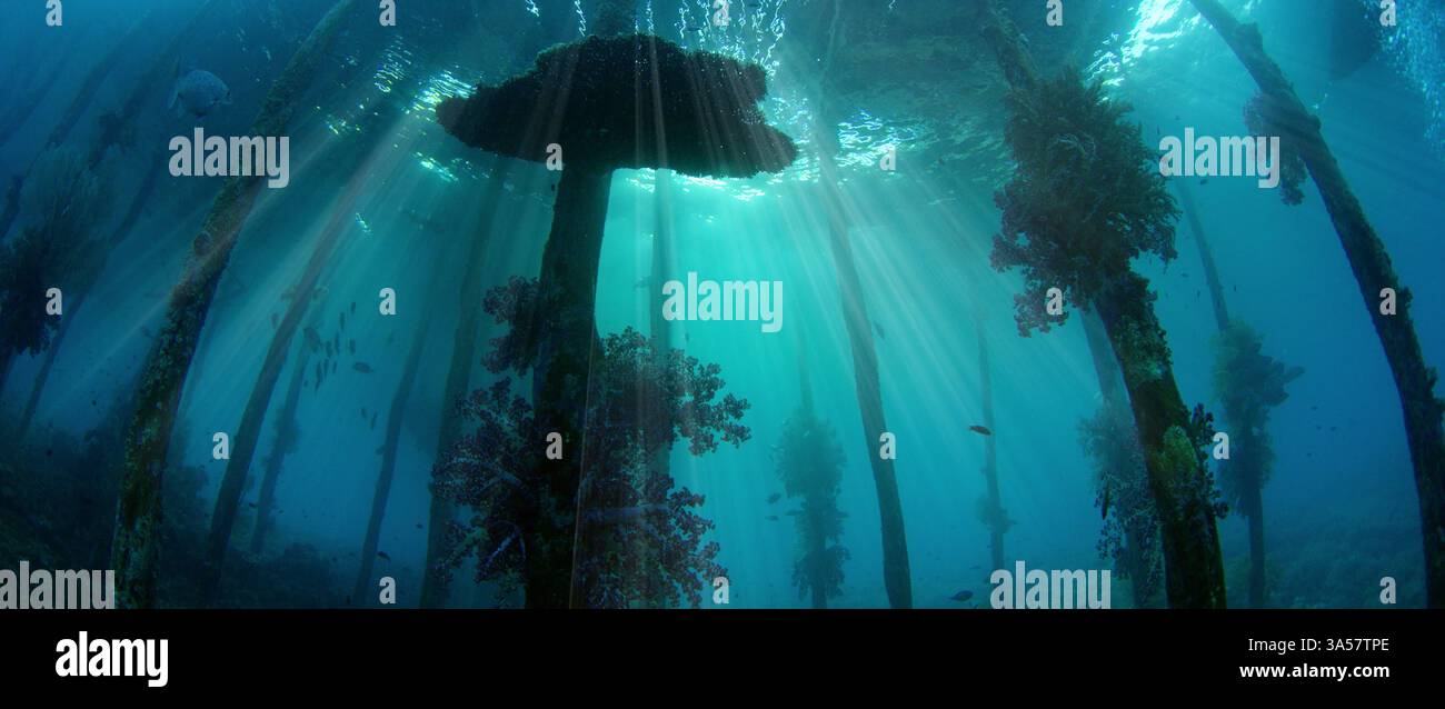 Underwater shot old jetty hi-res stock photography and images - Alamy