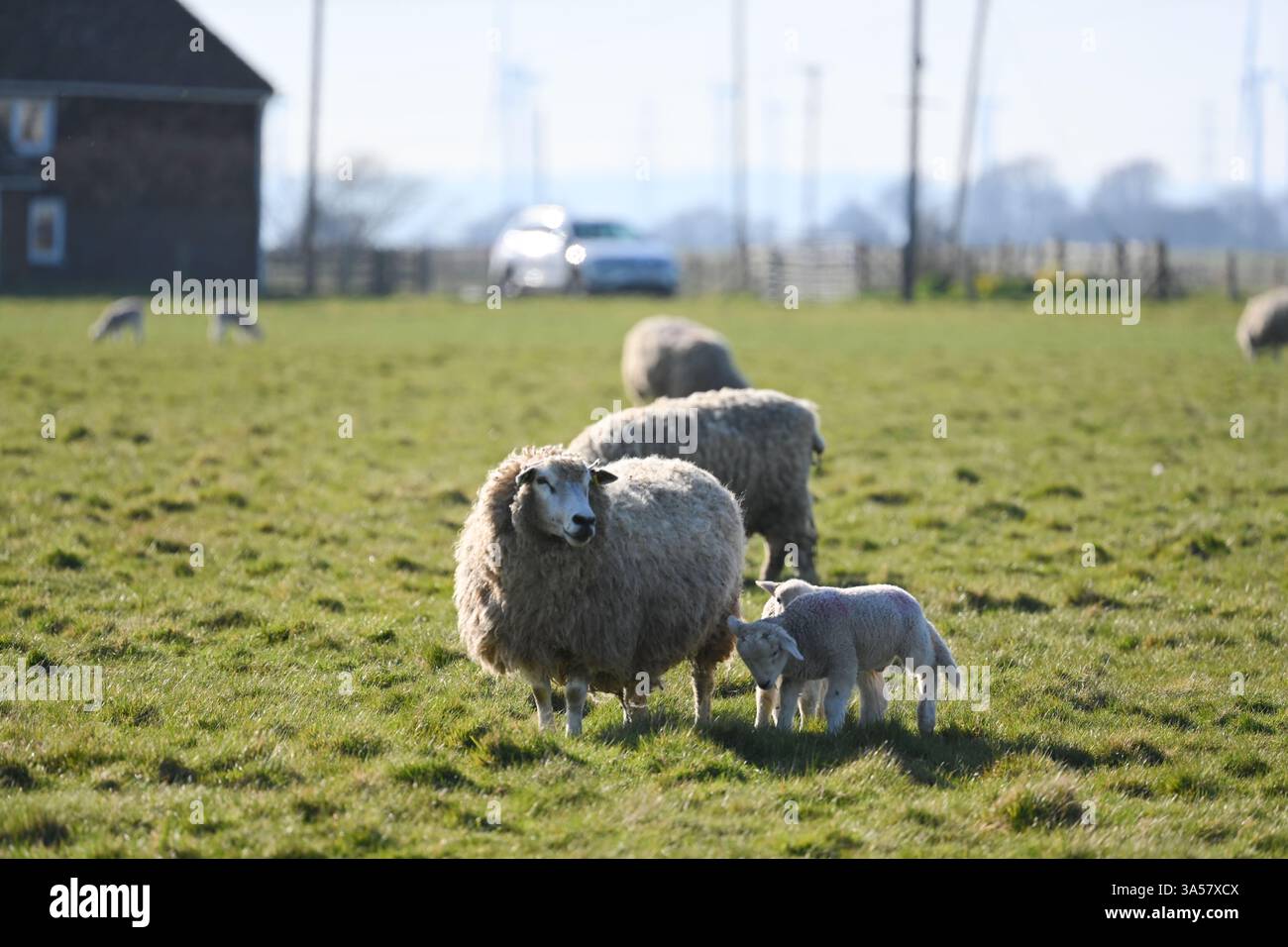 cute spring lambs with mother Stock Photo