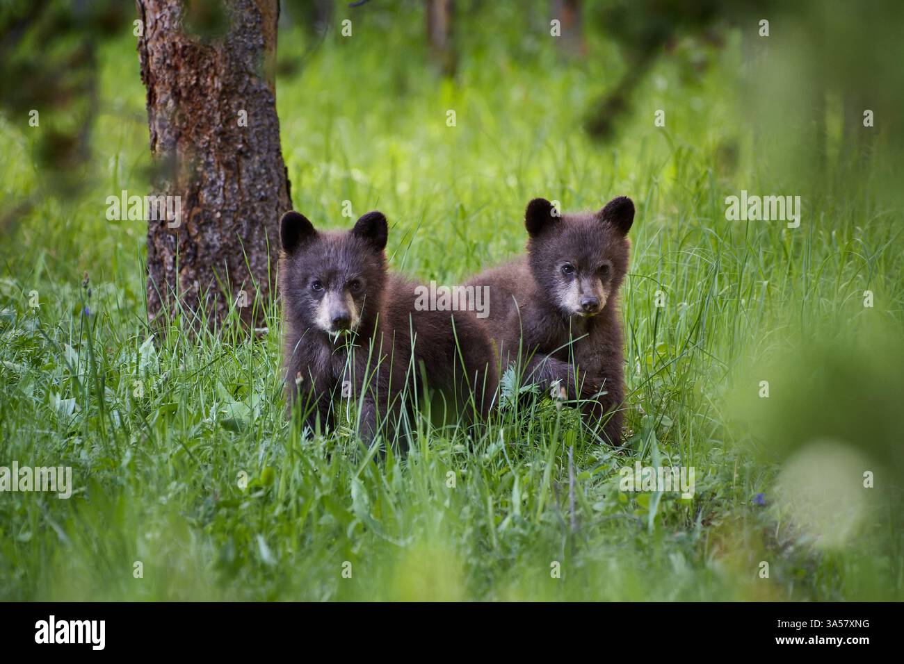 Frontal view wild black bear hi-res stock photography and images - Alamy