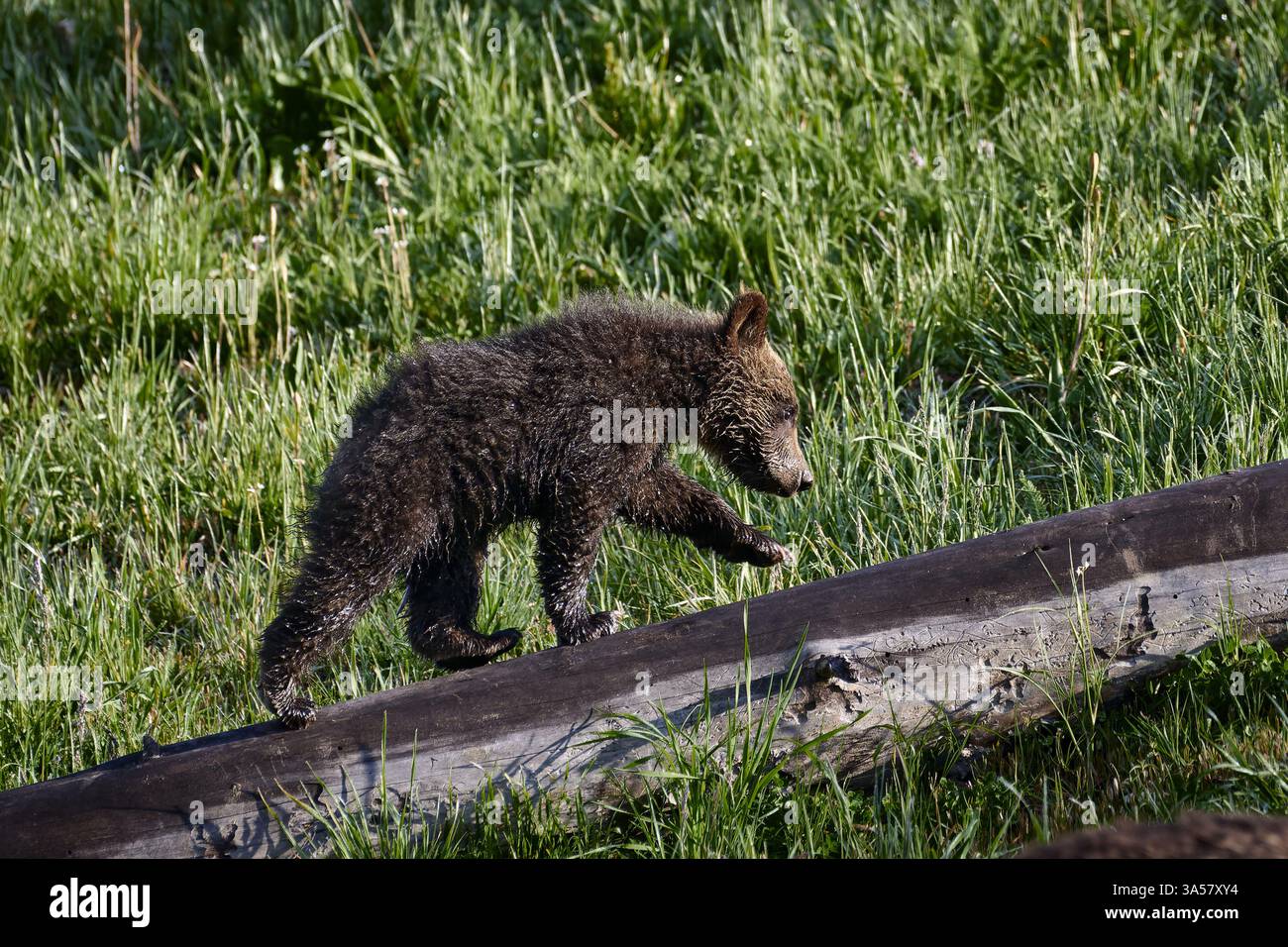 Grizzly bear cub walks hi-res stock photography and images - Alamy