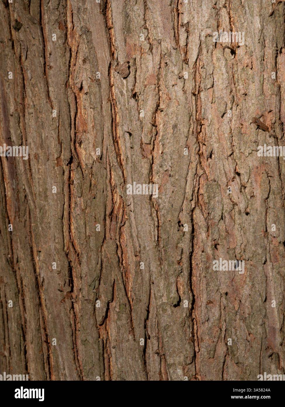 Close up of the thick, reddish brown bark of a bald cypress tree. Stock Photo