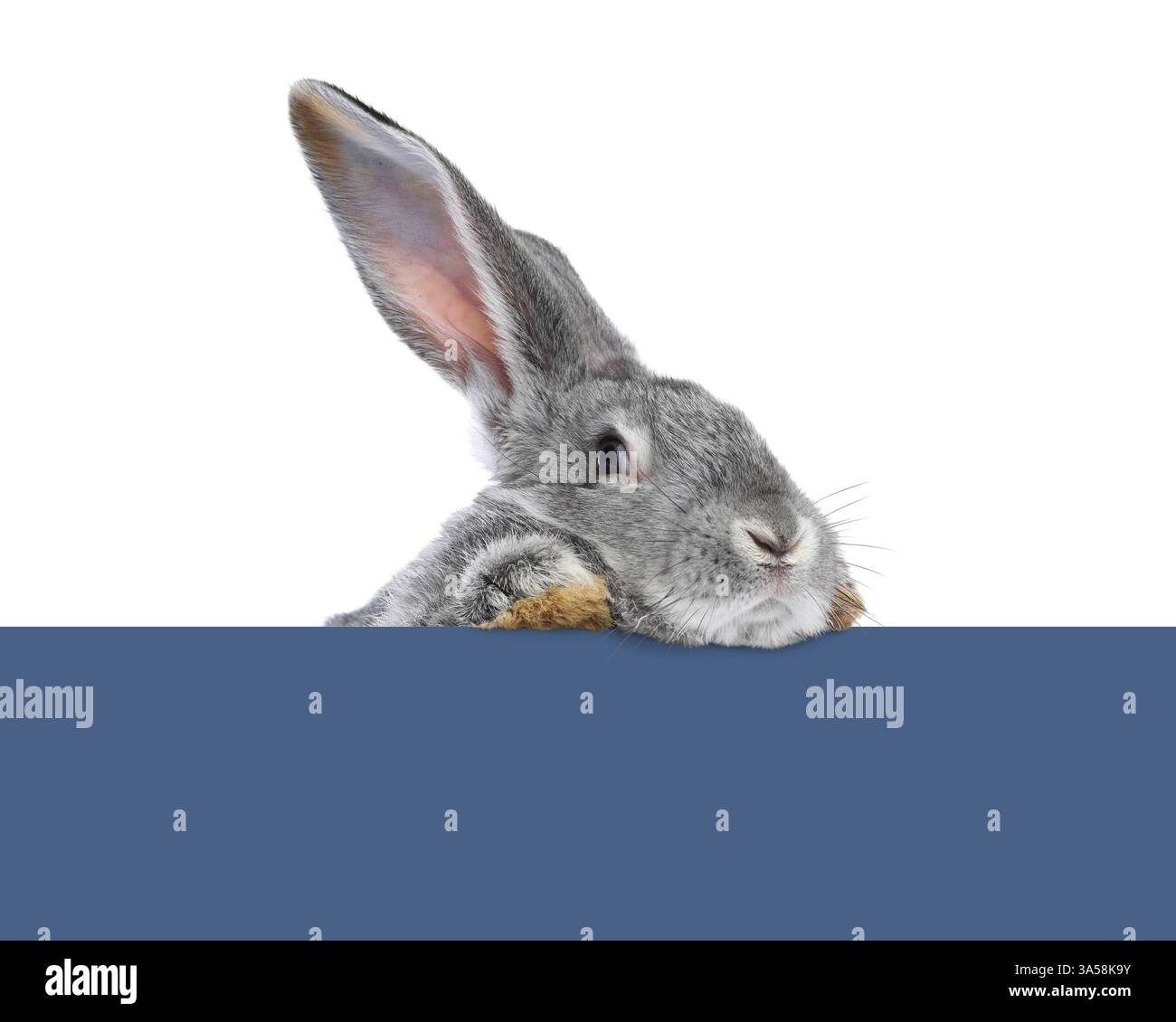 Cute fluffy rabbit peeking out from blue paper on white background ...