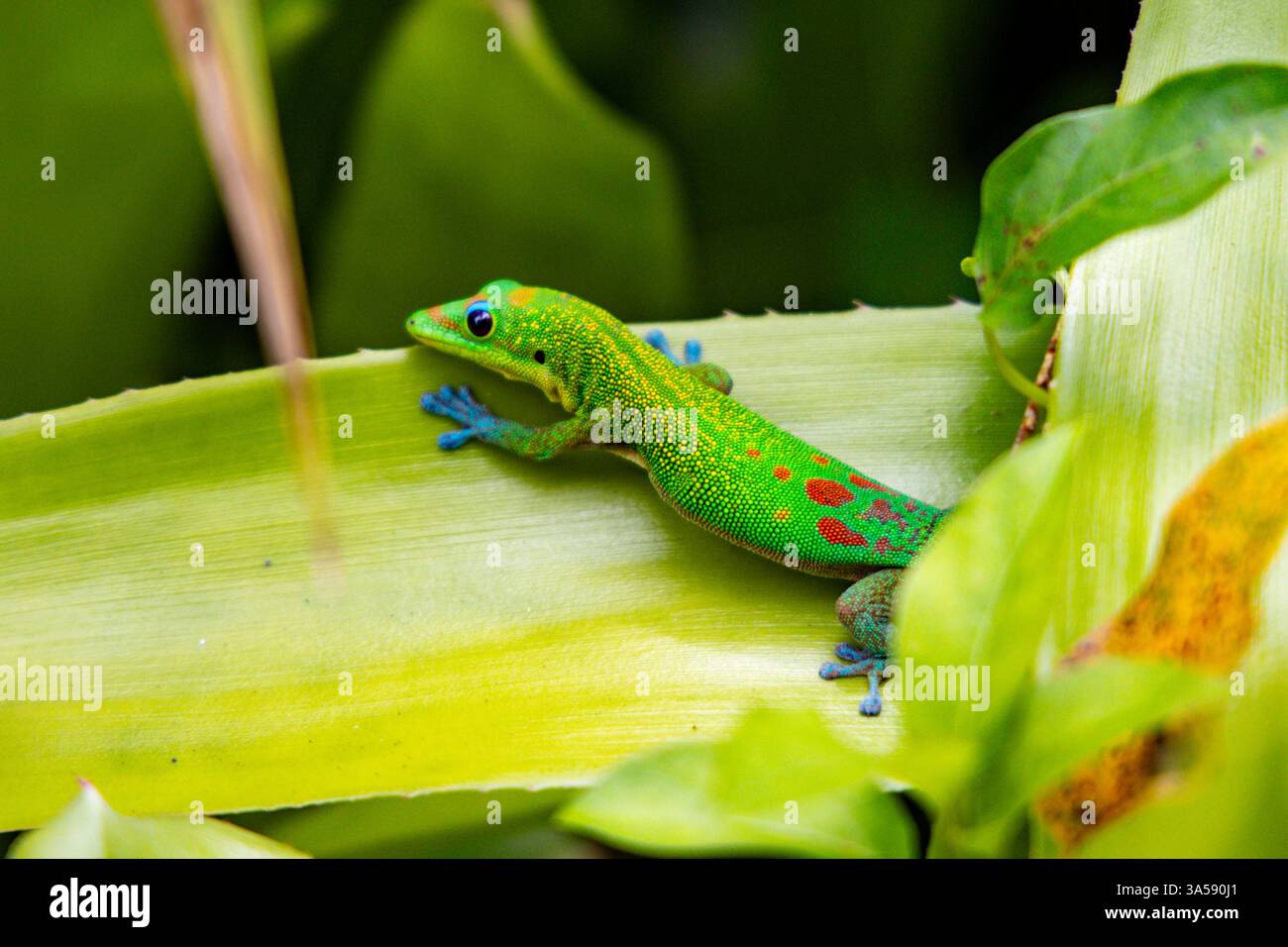 Gold dust day gecko (Phelsuma laticauda). This lizard is native to Madagascar but has been introduced to various Pacific islands. Photographed on Big Island, Hawaii, USA. Stock Photo