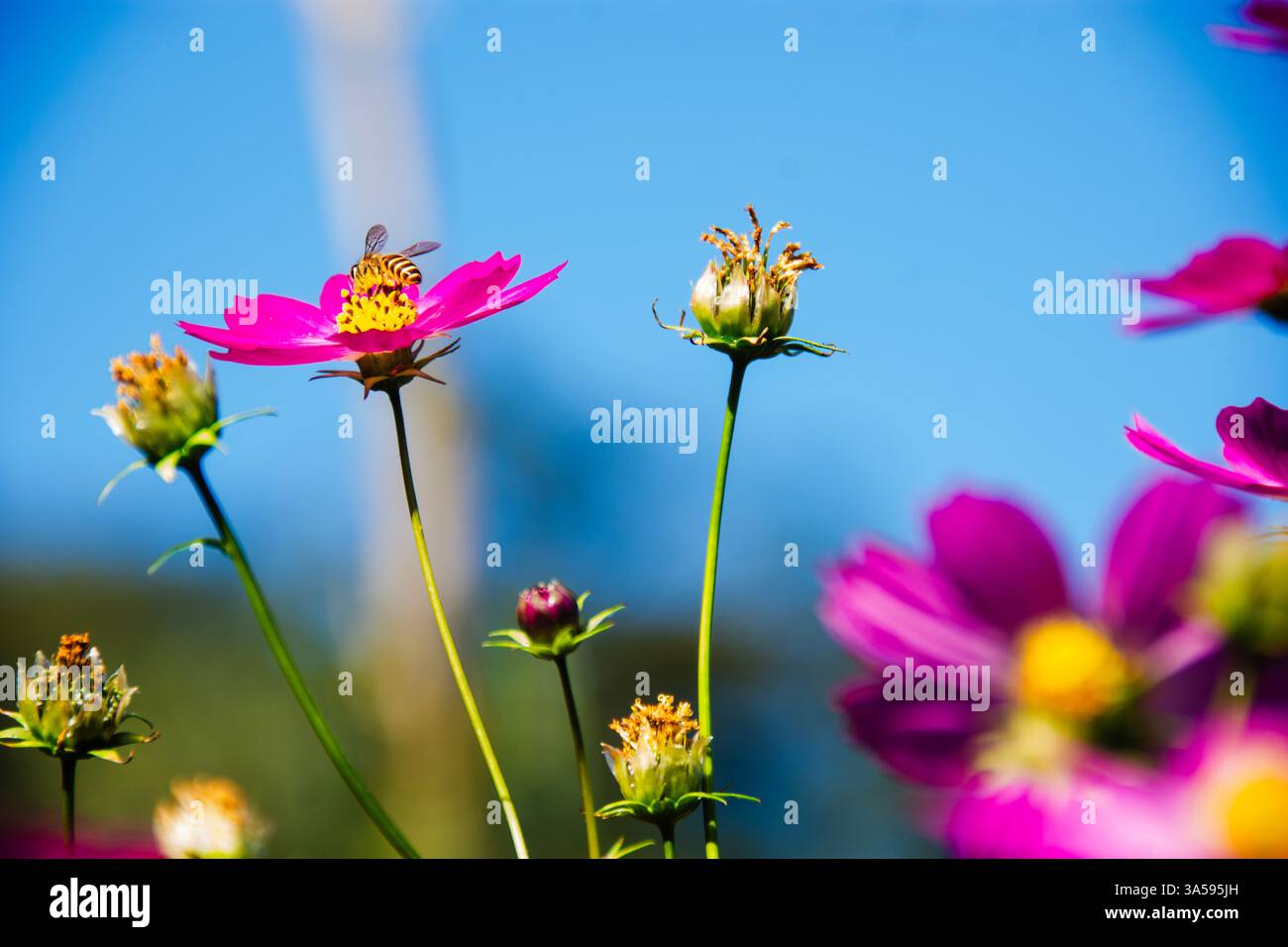 Himalayan honey bee hi-res stock photography and images - Alamy
