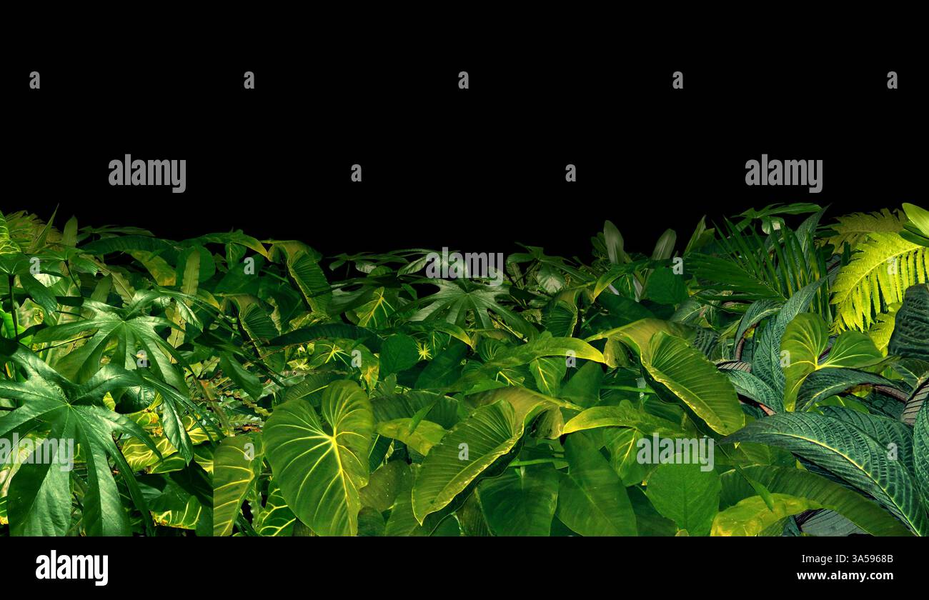 Rainforest with tree ferns hi-res stock photography and images - Alamy