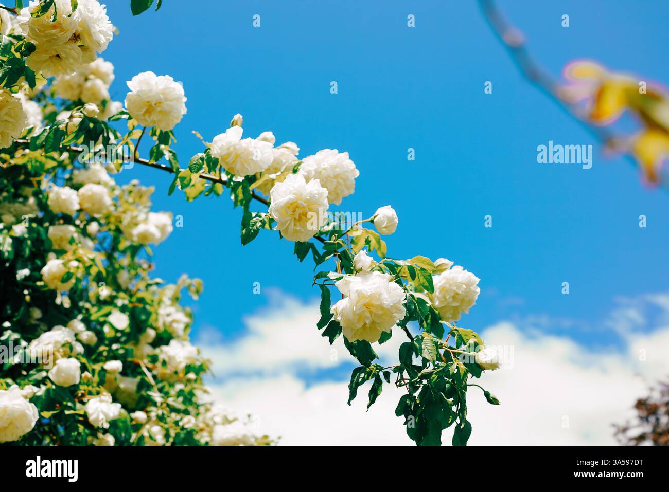 Pure white blooms of hydrangeas and roses bask under a serene azure sky, radiating gentle warmth in soft, luminous harmony. ?☁️ Stock Photo