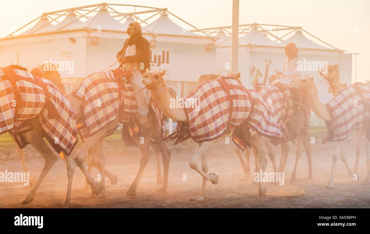 Al Shahaniya, Doha, Qatar - march 03,2024:camel caretakers are ...