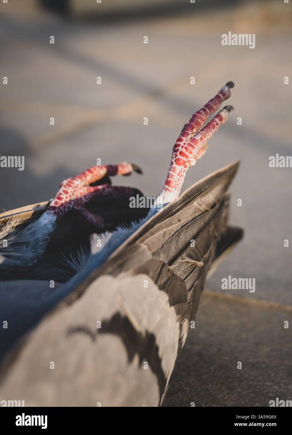 Dead Indian Rock Pigeon on rooftop, Uttarakhand, India, wildlife stock ...