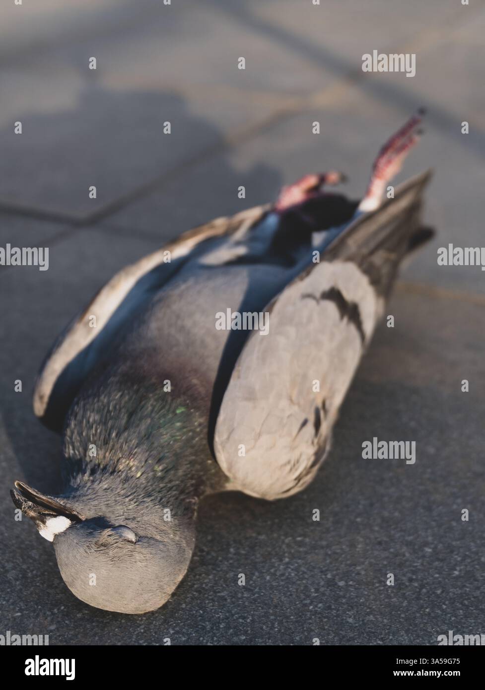 Dead Indian Rock Pigeon on rooftop, Uttarakhand, India, wildlife stock ...