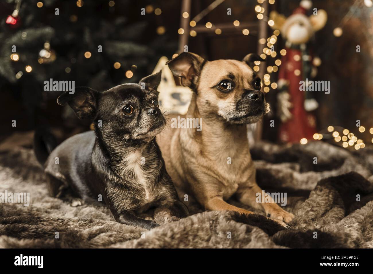 2 Chihuahua-Mongrels Stock Photo
