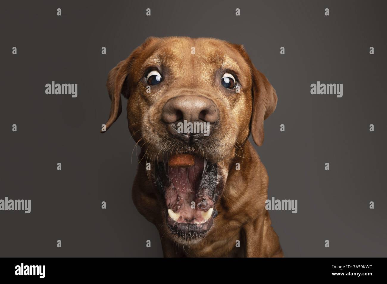 Labrador Retriever Stock Photo