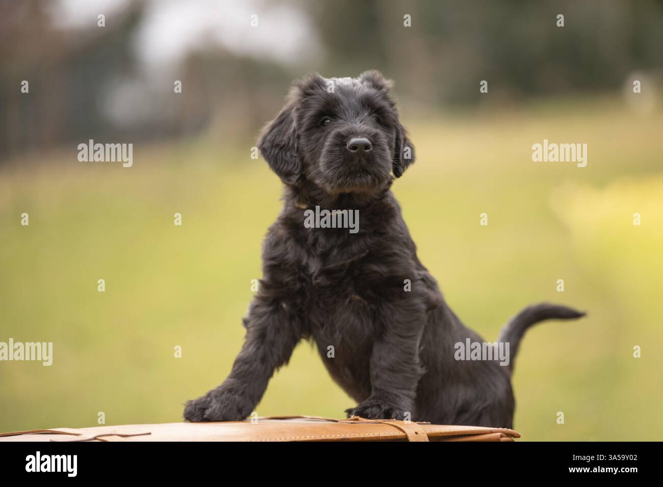 Shop black briard puppy Online Sale