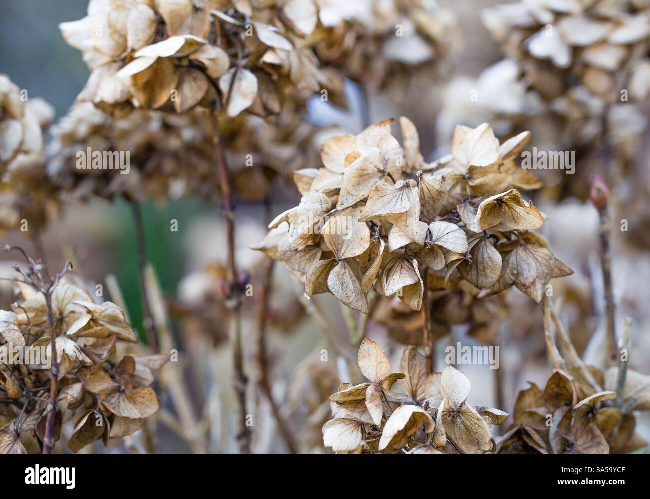 Dried Hydrangea Blossoms in Autumn Stock Photo